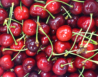 アメリカンチェリー