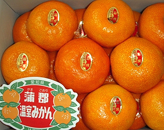 �n�E�X�݂���