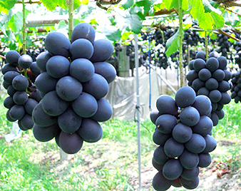 �i�K�m�p�[�v��