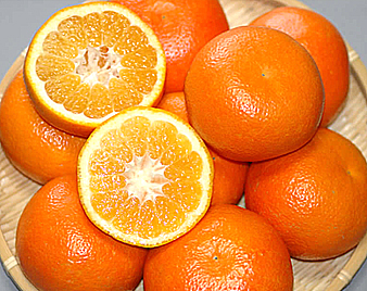 伊予柑(いよかん)