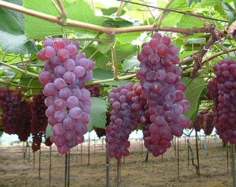 �f���u�h�E