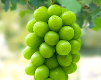 �V���C���}�X�J�b�g