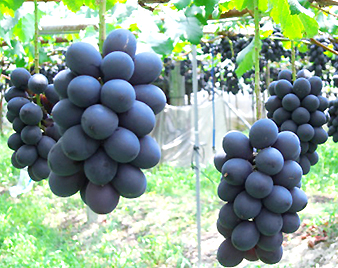 ナガノパープル