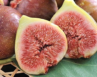 いちじく(無花果)