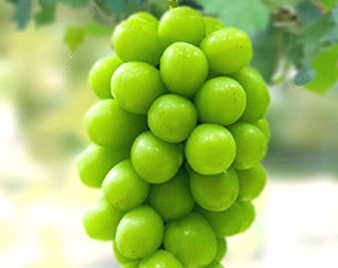 シャインマスカット