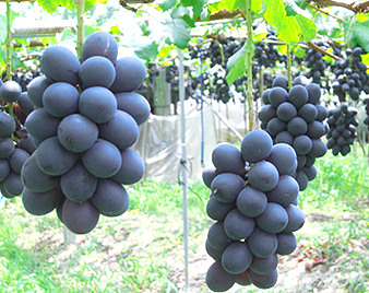 �i�K�m�p�[�v��