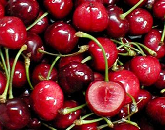 アメリカンチェリー