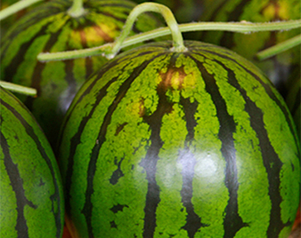 �F�{������