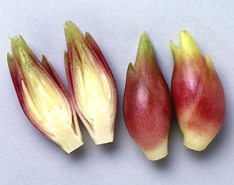 みょうが(茗荷)