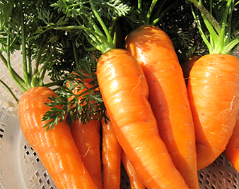 人参(にんじん)