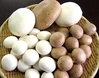 マッシュルーム