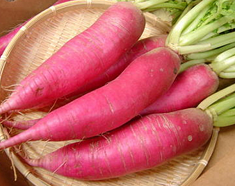 レディーサラダ大根