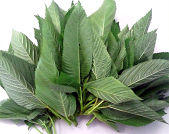 �����w�C��