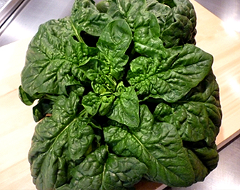 ちじみほうれん草
