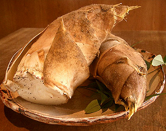 根筍(たけのこ)