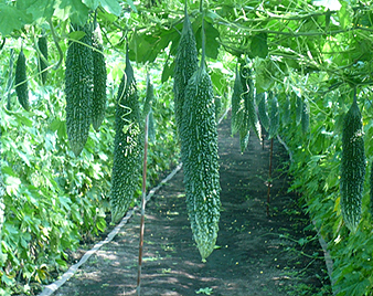 ゴーヤ(レイシ)