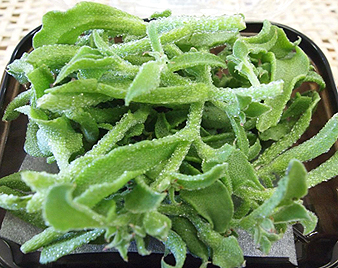 �A�C�X�v�����g