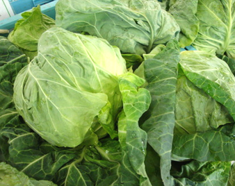 春キャベツ