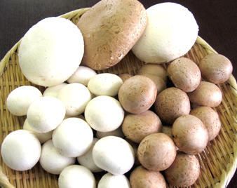 マッシュルーム