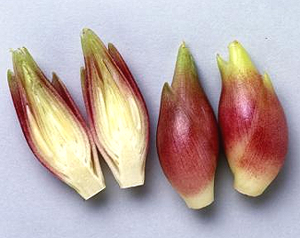 みょうが(茗荷)